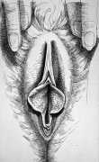 Long clitoral shaft vulva