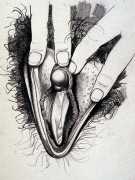 Vulva with unusually large clitoris